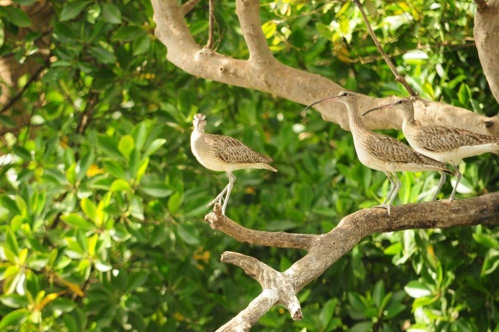 Salim Ali Bird Sanctuary (5).jpg